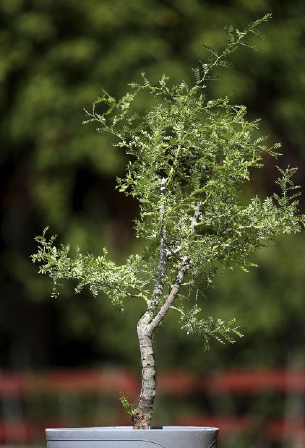 Bonsai takes on a desert twist in Tucson | Home & Garden | tucson.com