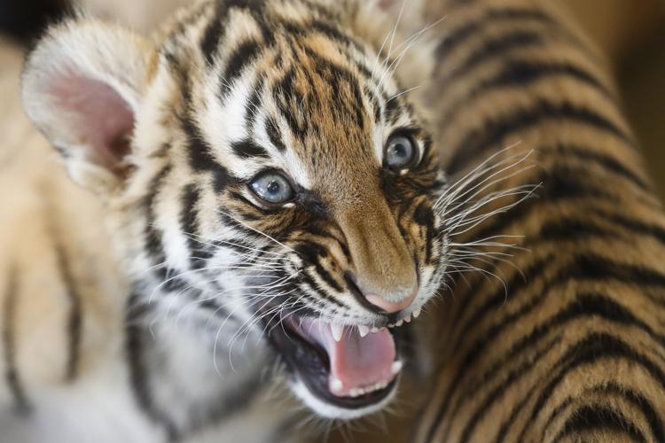Cincinnati Zoo Tiger Cubs