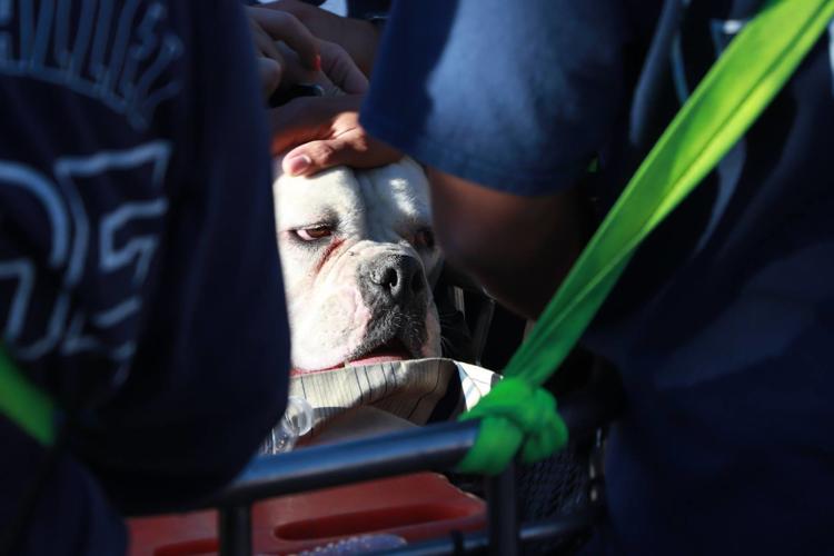 Dog rescued from Madera Canyon
