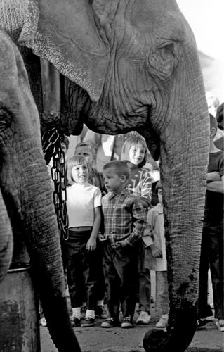 Elephant walking August 1968