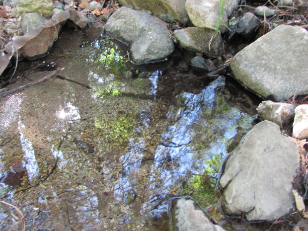 Pool in Upper Sabino
