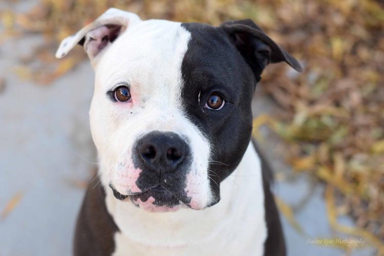 Adopt a friend: Blue