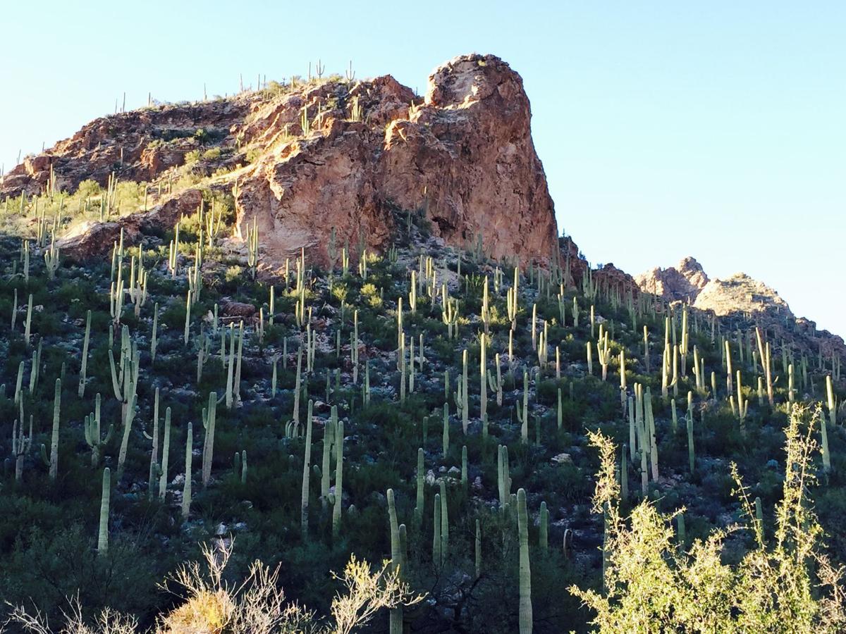 Ventana Canyon