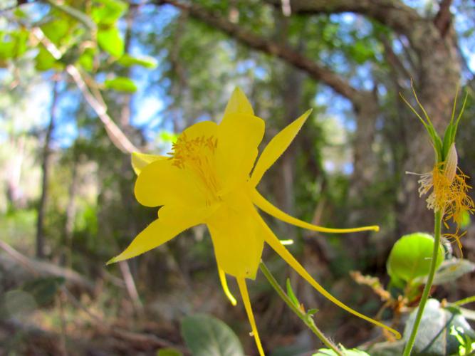 Golden columbine