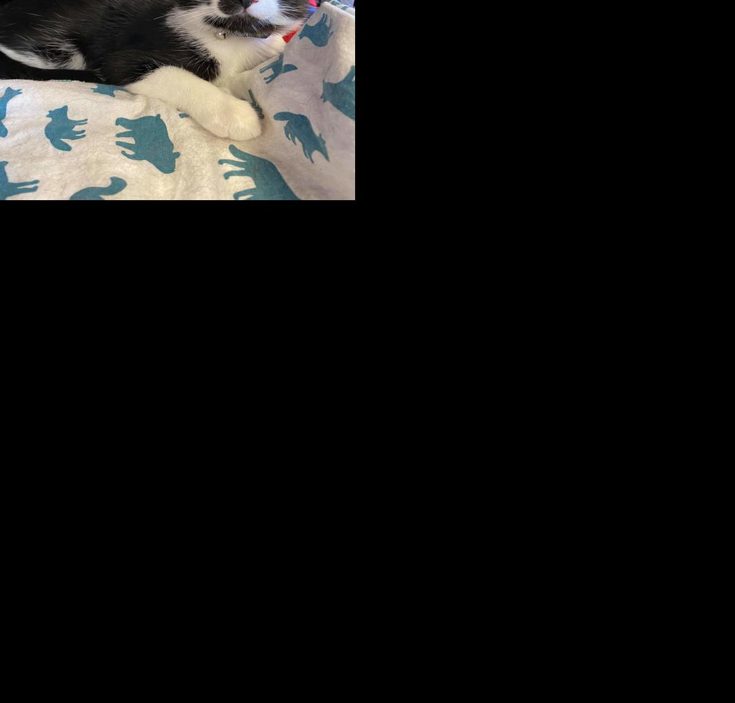 Adopt a friend: Edward