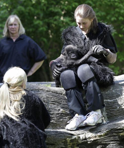 Baby gorilla meets public