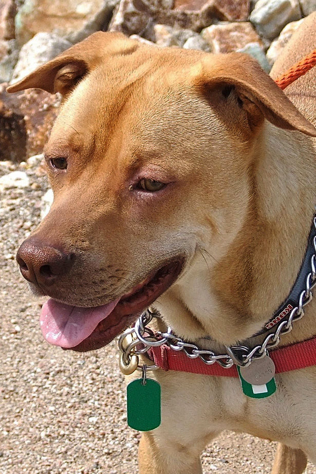 Adopt a friend Blogs