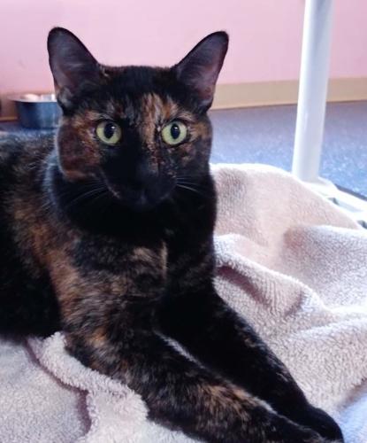 Adopt a friend: Sister