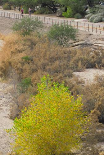 Rillito River autumn color