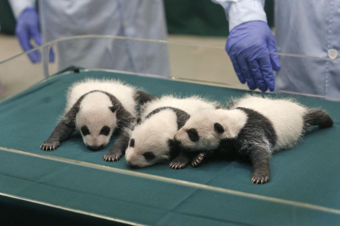 Baby zoo animals
