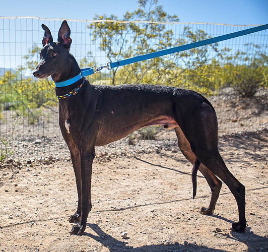 Adopt a friend: Ernie