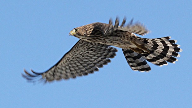 Photographer follows family's journey   