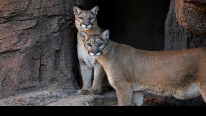 sonoran desert animals pictures