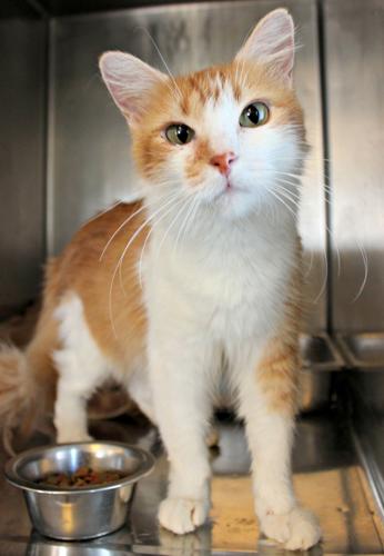 Adopt a Friend: Arabella