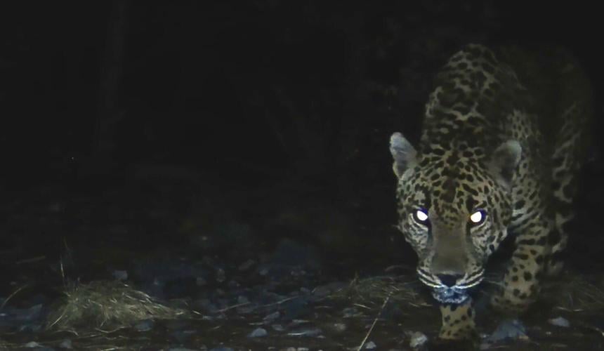 Meet all 5 jaguars spotted in Arizona