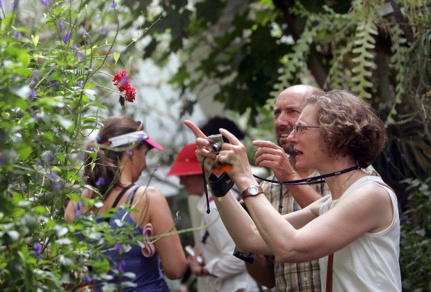 Last chance to see Butterfly Magic   