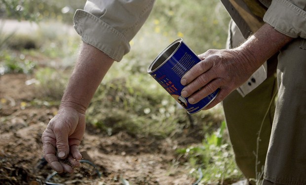 Want spring blooms? Now is time to plant seeds   