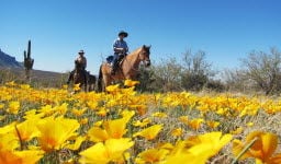 Poppies at Catalina State Park