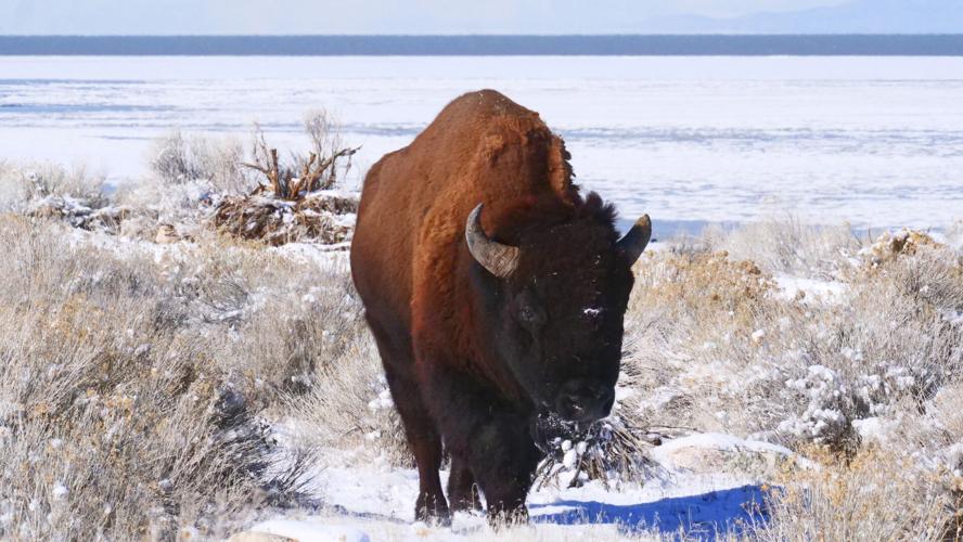 Saving The Great Salt Lake