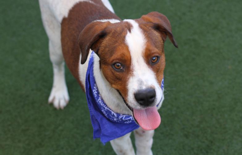 Adopt A Friend: Bounter