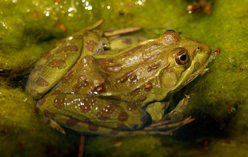 Chiricahua Leopard frog