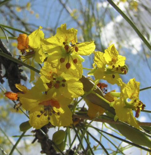 Flowering palo verde tree