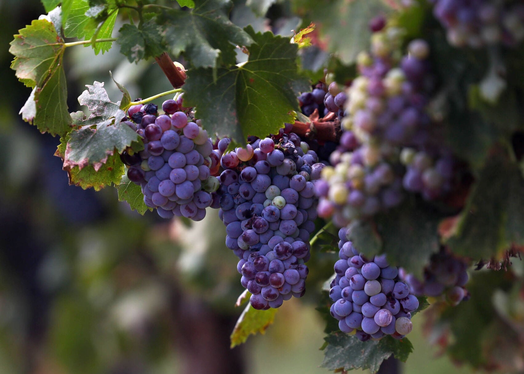 Arizona vineyards reap early