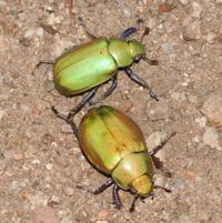 Garden Sage: scarab beetles