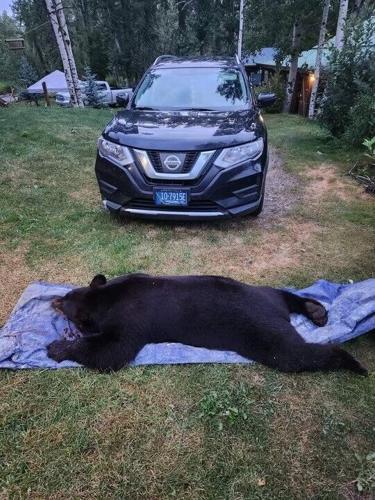 bear car.jpg