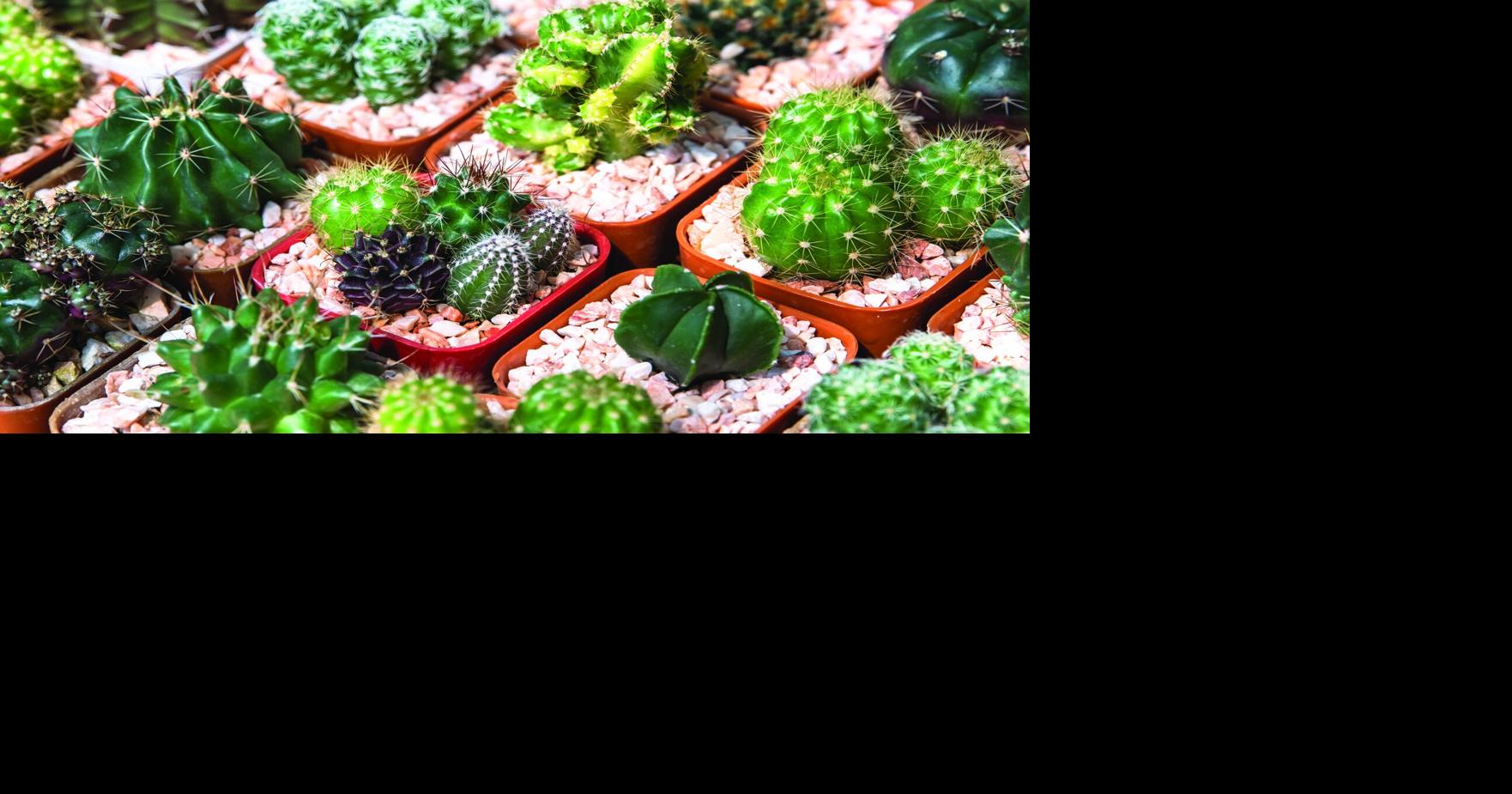 best fertilizer for marijuana plants indoors Premium Liquid Jade Plant Fertilizer - 3-1-2 Concentrate for Indoor Plants and Flowers by Gardenera | Organic Plant Food for Jade Plants main image 1