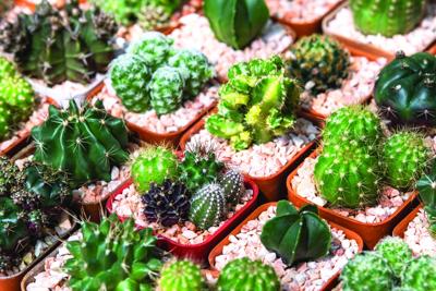 Tucson Cactus and Succulent Society hosting native plant rescue sale | News  | tucsonlocalmedia.com