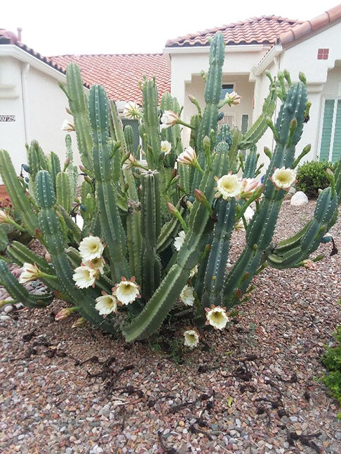 Cactus Blooms