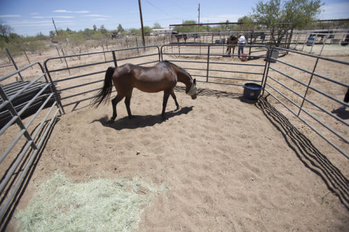 wild hearts ranch rescue tucson reviews