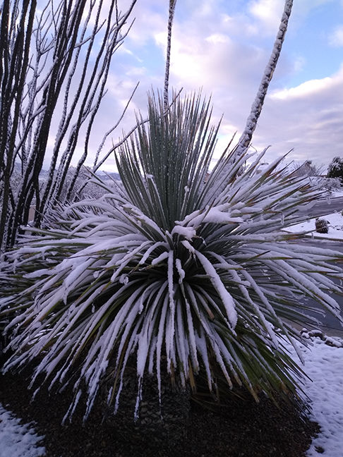Sonoran Snow
