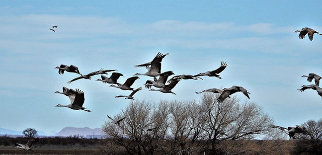 Cranes
