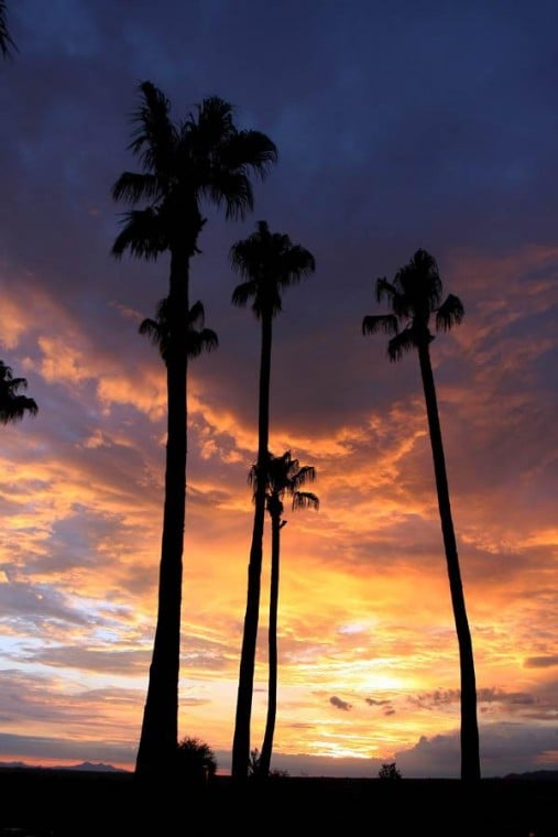 Sunset Palms
