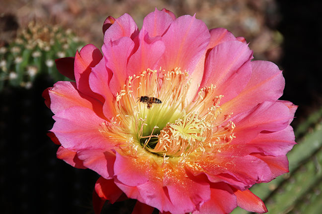 Bee on flower