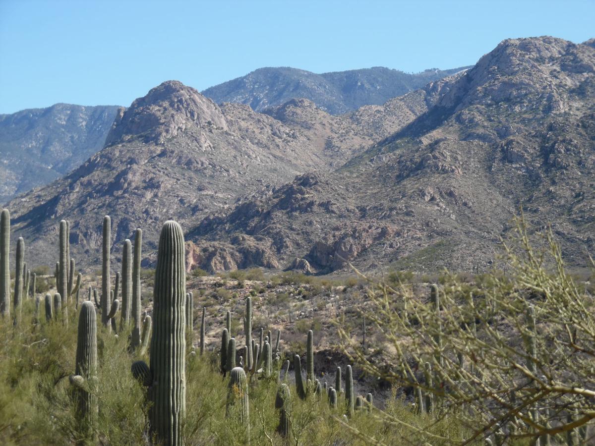 Active Living Southern Arizona S Must See Hiking Trails Marana