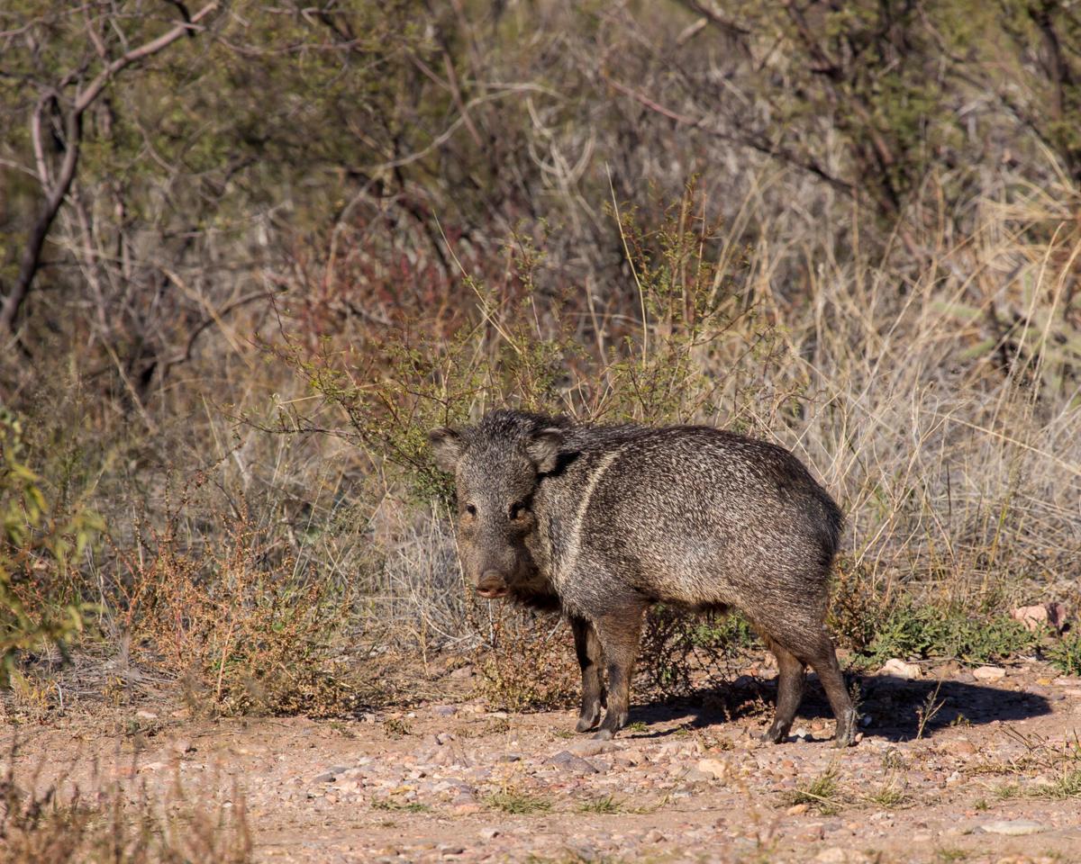 Multiple javelina attacks reported in Oro Valley | Oro Valley ...