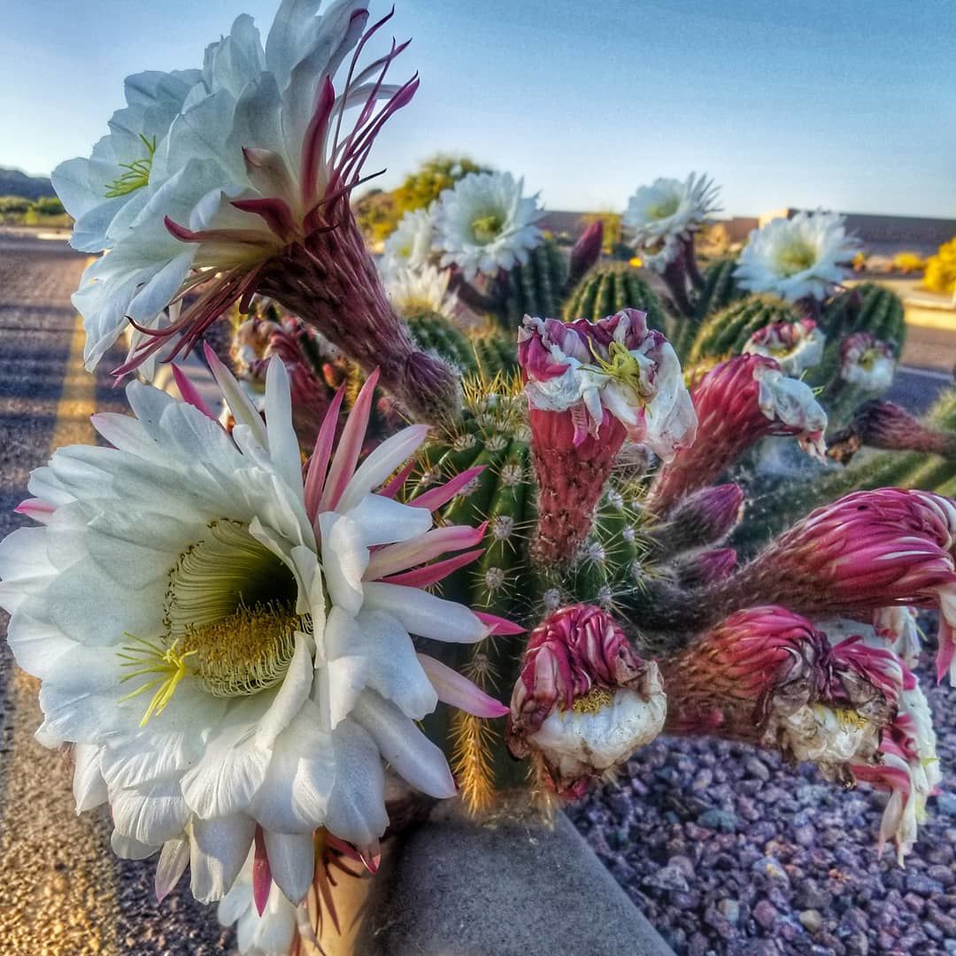 Cactus Bloom