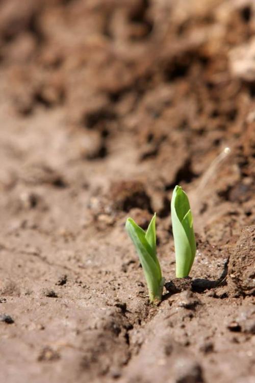 Growing experiences