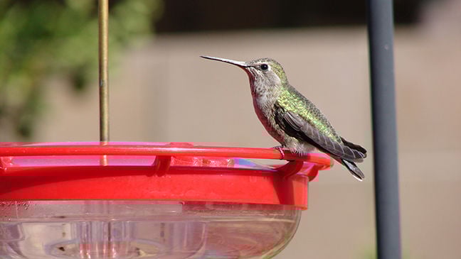 Humming bird