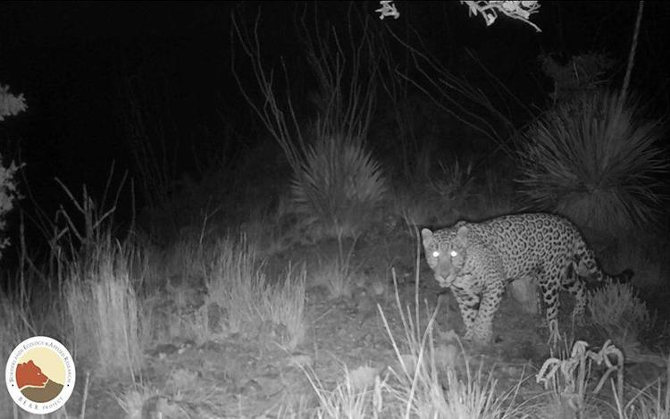 Potential jaguar habitat at U.S.-Mexico border identified by University ...