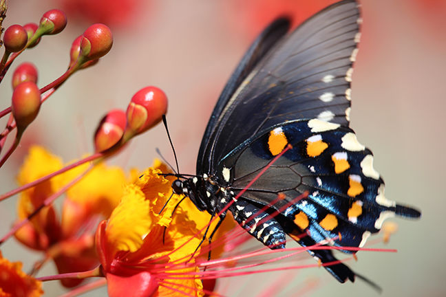 Pipevine Swallowtail.JPG