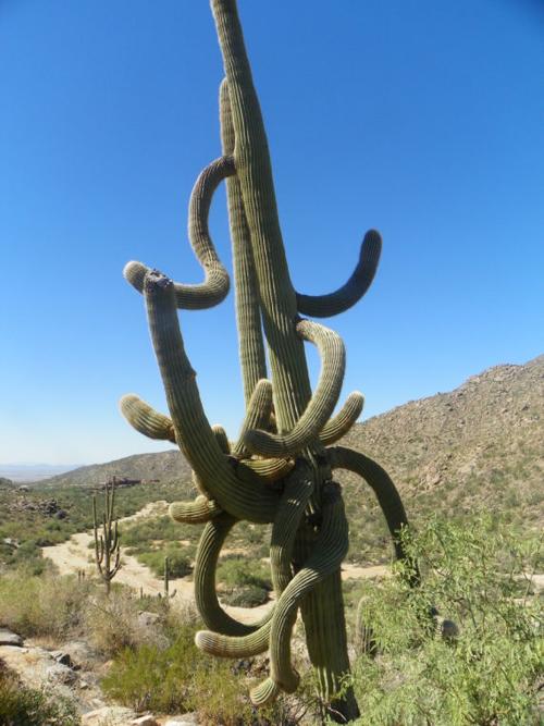 Big cactus in Dove Mountain