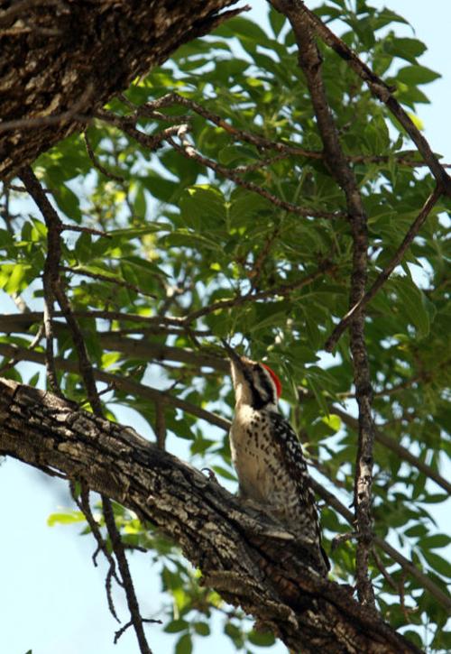 Bird in tree
