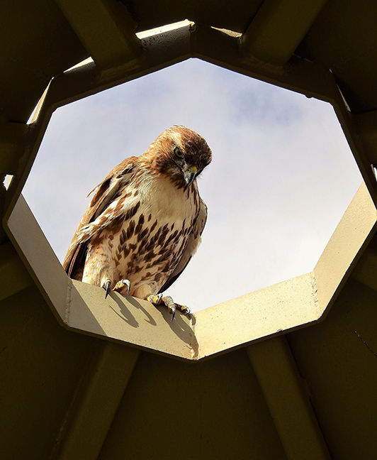 Hawk