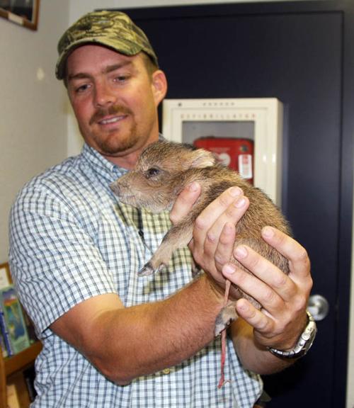Baby Javelina
