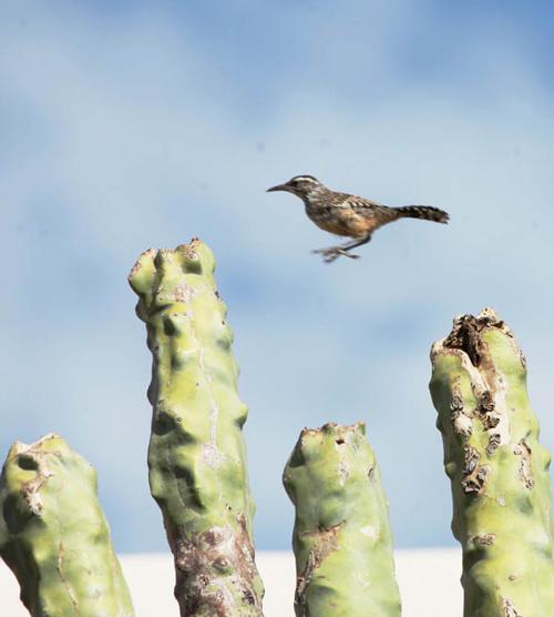 Cactus Wren Jump