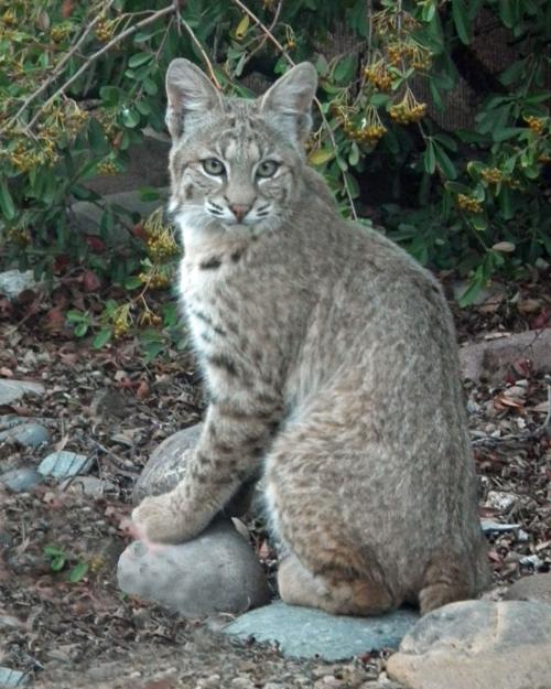 Bobcat